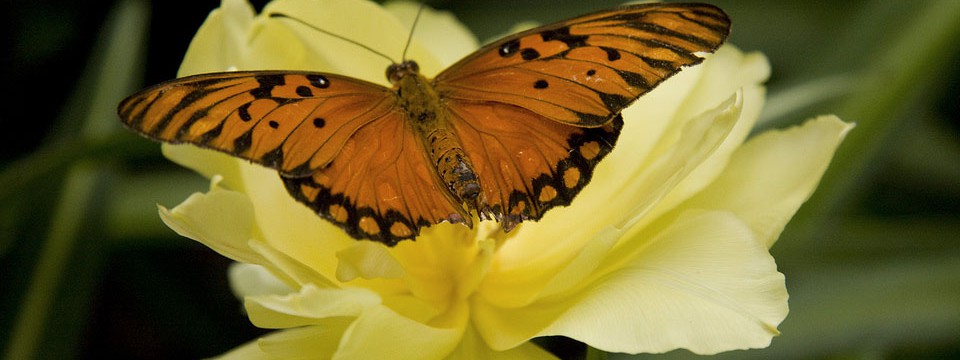 Beautiful butterfly : CSS Image Slider 