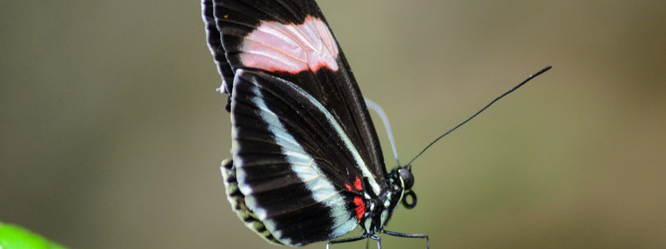 Butterfly : Pure CSS Slider 