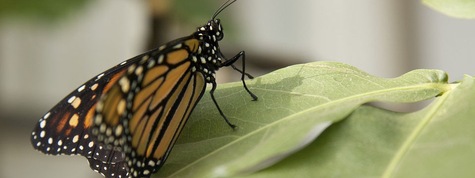 Butterfly : CSS Content Slider 