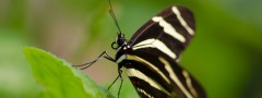 Zebra Longwing Butterfly