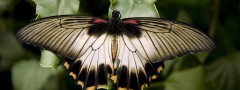 Dark butterfly
