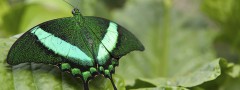 Green butterfly