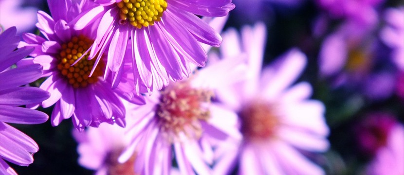 Chrysanthemums: online photo slideshow website