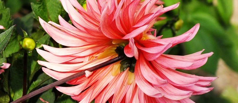 Dahlia: Online Photo Slideshow