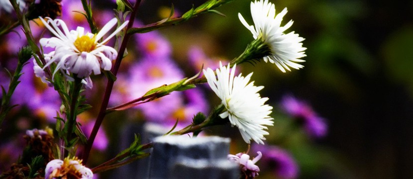 European Michaelmas Daisy: best online photo slideshow