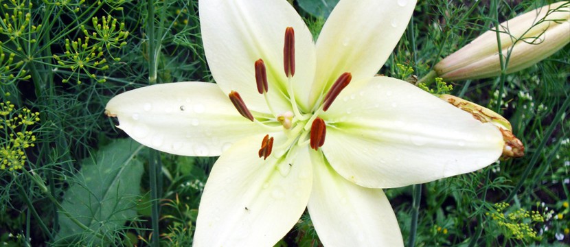 Lily: online photo gallery slideshow