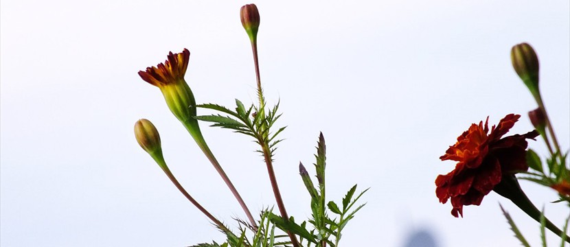 Marigold: photo slideshow effects online 