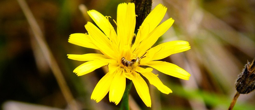 Flower: online photo to slideshow