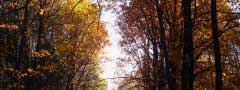 Alley in autumn