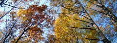 Autumn trees