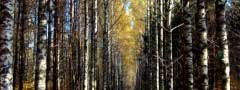 Birch trees in autumn