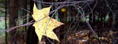 Maple leaf