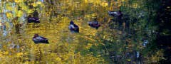 Pond in autumn