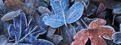 Frosty
