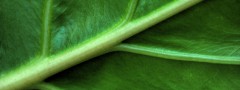 Leaf