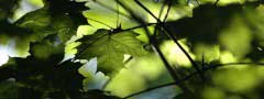 Leaf in Horten