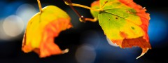 Leaves