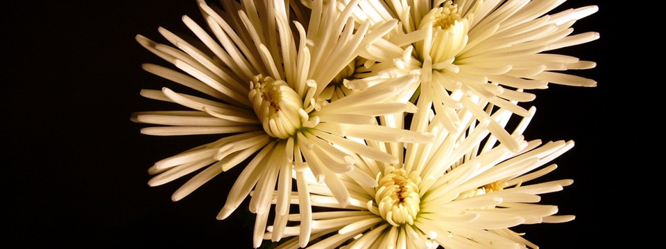 Flowers : Vertical Slider Blinds