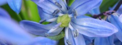 Blue Flowers : Vertical Image Slideshow