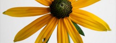 Flower on White : jQuery Vertical Panel Slider