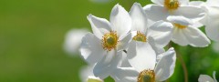 Flowers on Green