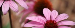 Parker Flowers : jQuery Vertical Slider Content