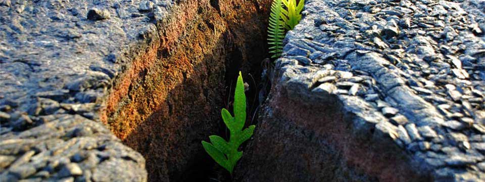Plants: slideshow javascript jquery