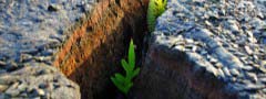 Plants