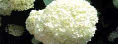 beatiful flowers