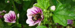 bumblebee on the mallow
