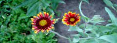 flowers