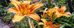 lilies