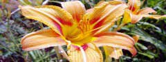 lily