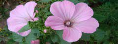 mallow