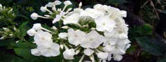 phlox