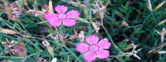 pink flowers