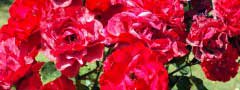 red roses