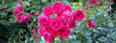 roses