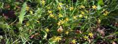 spring flowers