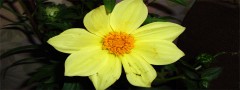 yellow dahlia