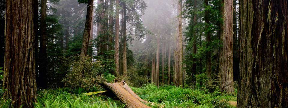 Fallen tree: jQuery Image Slider HTML