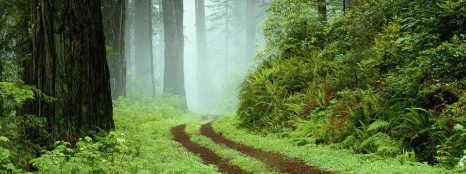 The road in the woods : jQuery Slider Div Horizontal