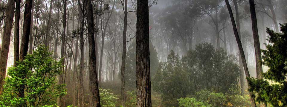 Fire in the woods: jQuery Div Slider Example