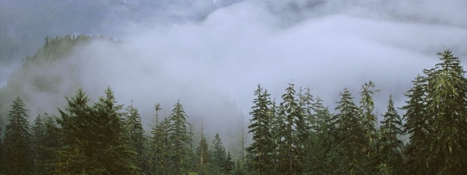 Morning mist over the forest : jQuery Div Slider Plugin