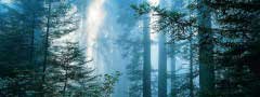 In the woods :jQuery Slider For HTML