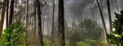 Fire in the woods : jQuery HTML Slider