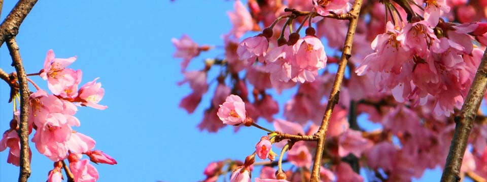 Cherry blossom: banner maker software