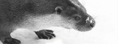Otter : jQuery Carousel Horizontal Slider