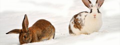 Rabbits : jQuery Carousel Ajax