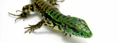 Tegu : jQuery Carousel Slider Example